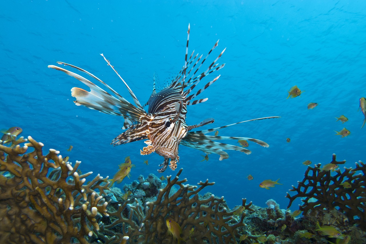 Lionfish Invasion Honduras