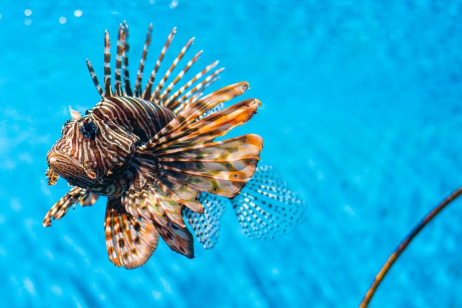 Invasive lionfish