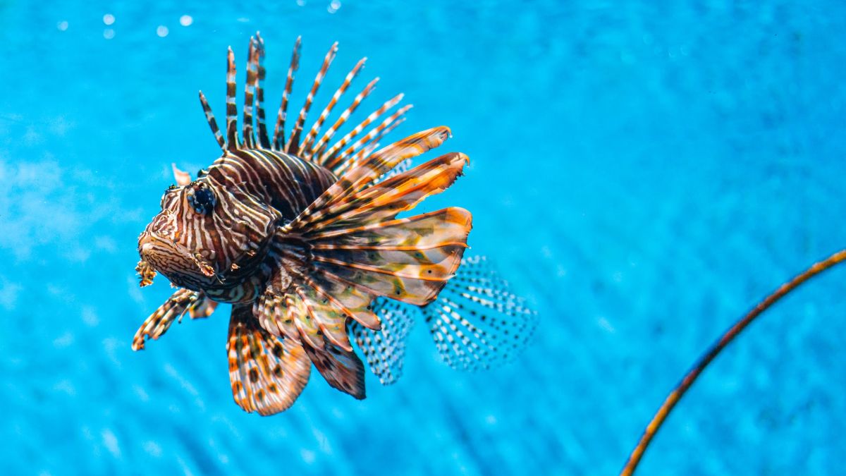 Invasive lionfish