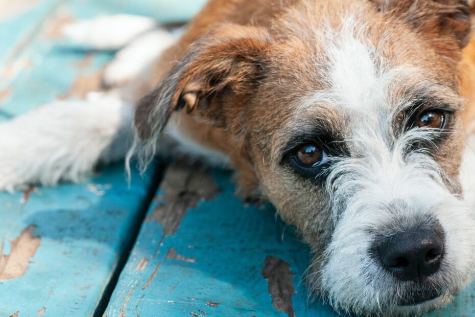 Animal rescue in Nicaragua