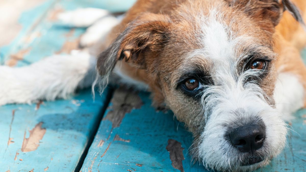 Animal rescue in Nicaragua