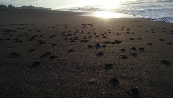 Guatemala beaches: A turtle-nesting paradise / Pacifico El Paredon Facebook Page Guatemala beaches: A turtle-nesting paradise