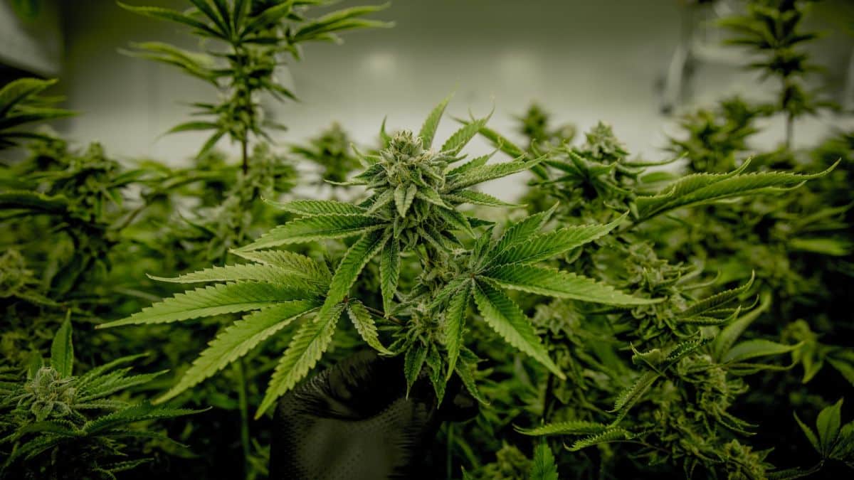 Is marijuana legal in Belize?