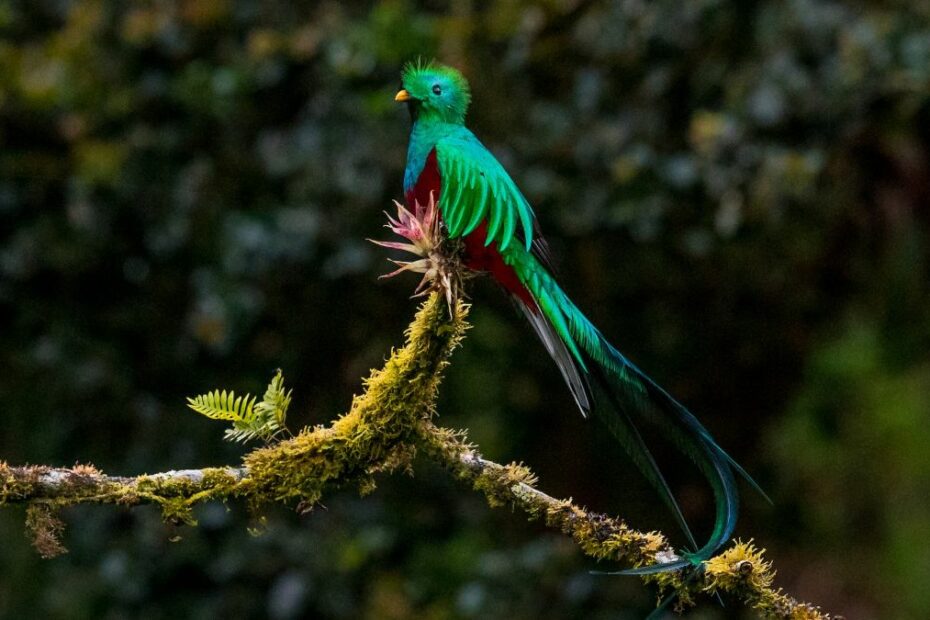 San Gerardo de Dota, Costa Rica