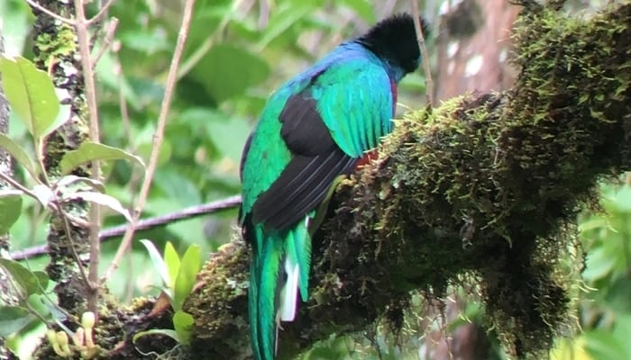 San Gerardo de Dota, Costa Rica: The elusive quetzal / Robin Kapiloff San Gerardo de Dota, Costa Rica: The elusive quetzal