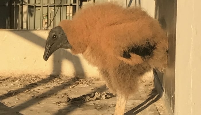 Weird bird in Clayton, Panama 