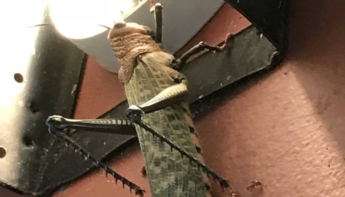 Nature in Costa Rica / Enormous locust or grasshopper on outside light / Robin Kapiloff Nature in Costa Rica / Enormous locust or grasshopper on outside light