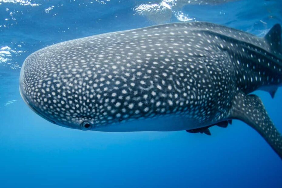 Whale sharks in Belize