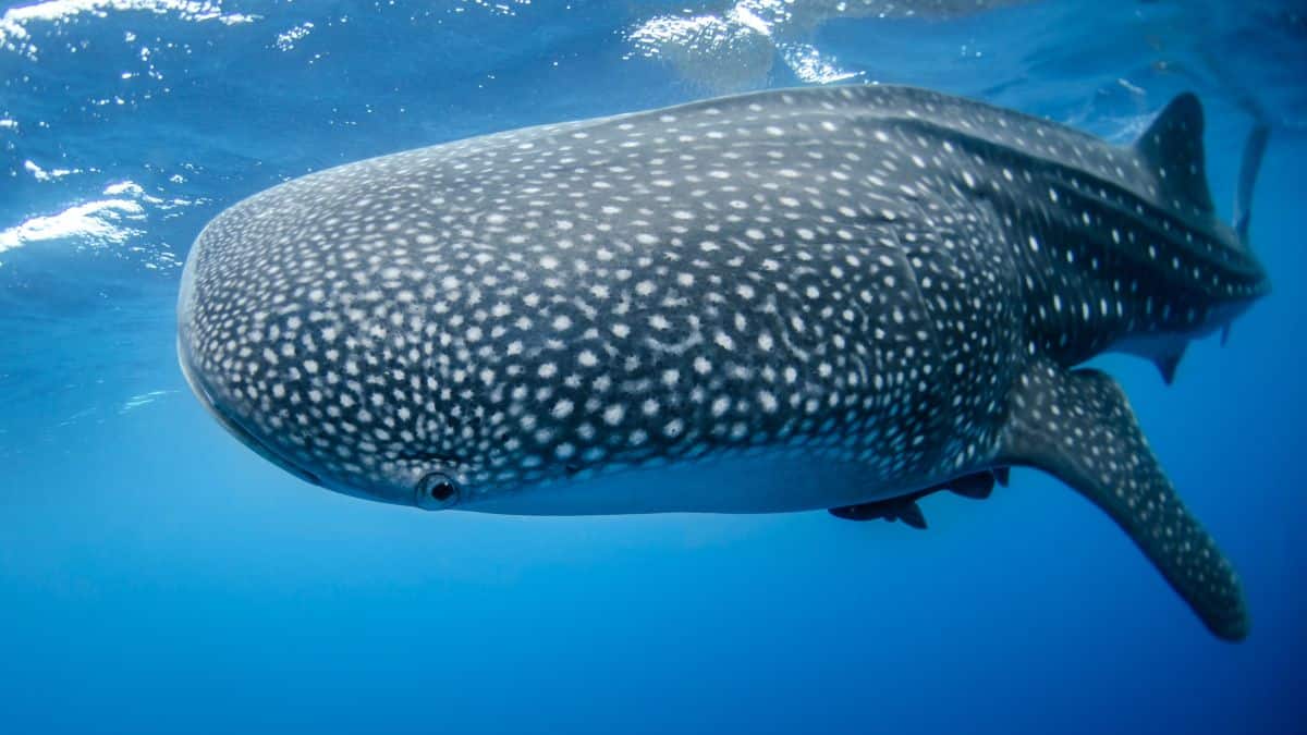 Whale sharks in Belize