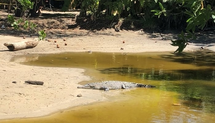 Tamarindo, Costa Rica: The crocodile at the southern end of the beach / Photo credit to James Dyde The crocodile at the end of the beach in Tamarindo, Costa Rica