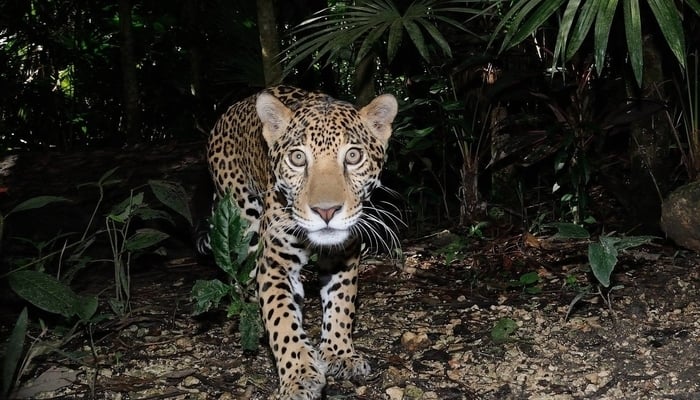 Wifi in Belize / Photo credit to The Belize Zoo Facebook Page