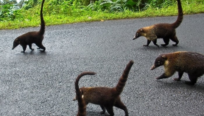 Pizotes in Costa Rica / Photo credit to Jona Sibija