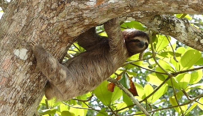 International Sloth Day / Photo by Javier Mazzeo on Unsplash