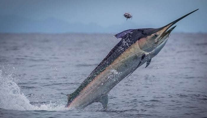 Fishing in Panama