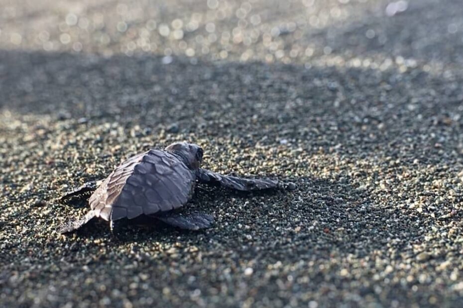 Turtle nesting