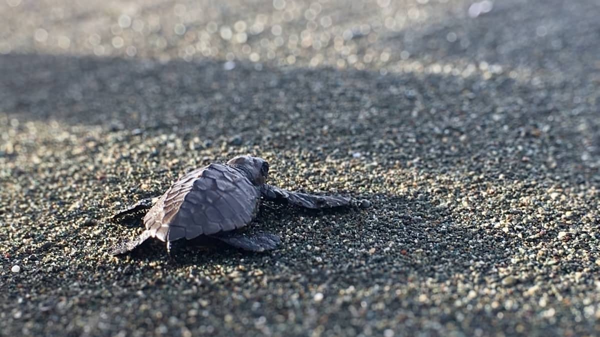 Turtle nesting Central America