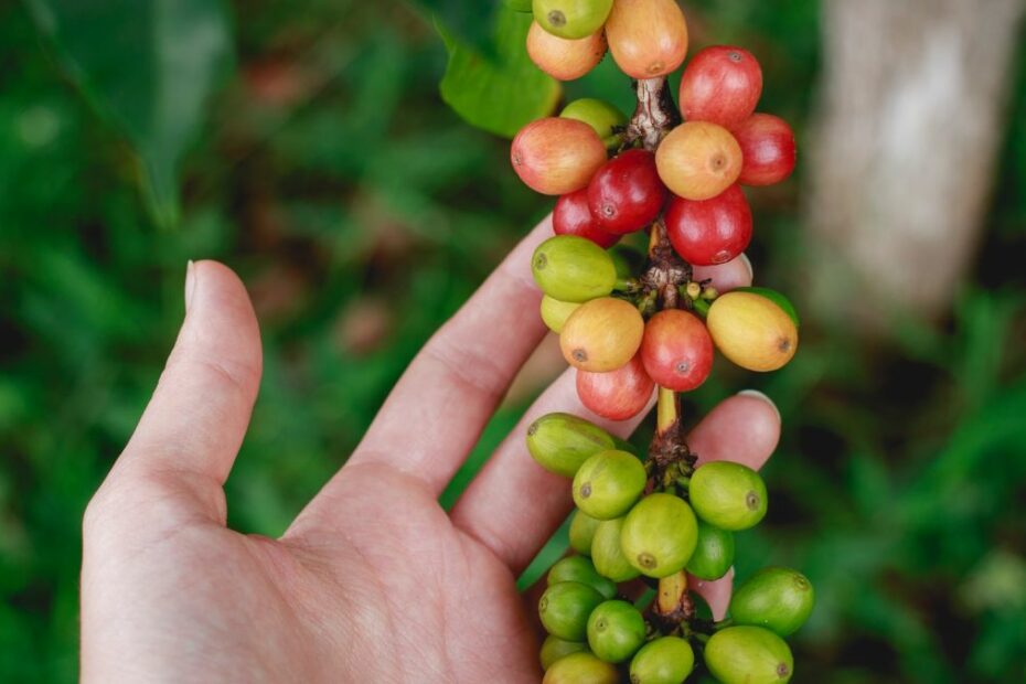 El Salvador coffee