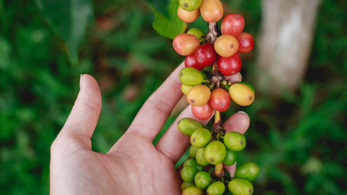 El Salvador Coffee Farms to Visit