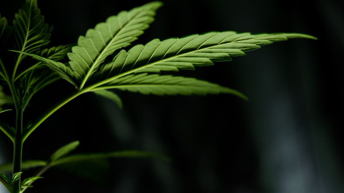 Costa Rica marijuana laws