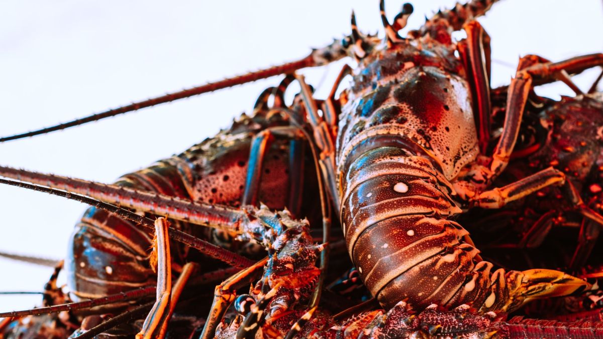 Lobsterfests in Belize Dates for 2024