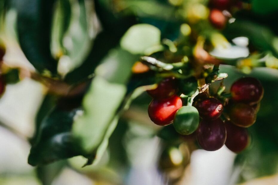 Guatemalan and Costa Rican Coffees