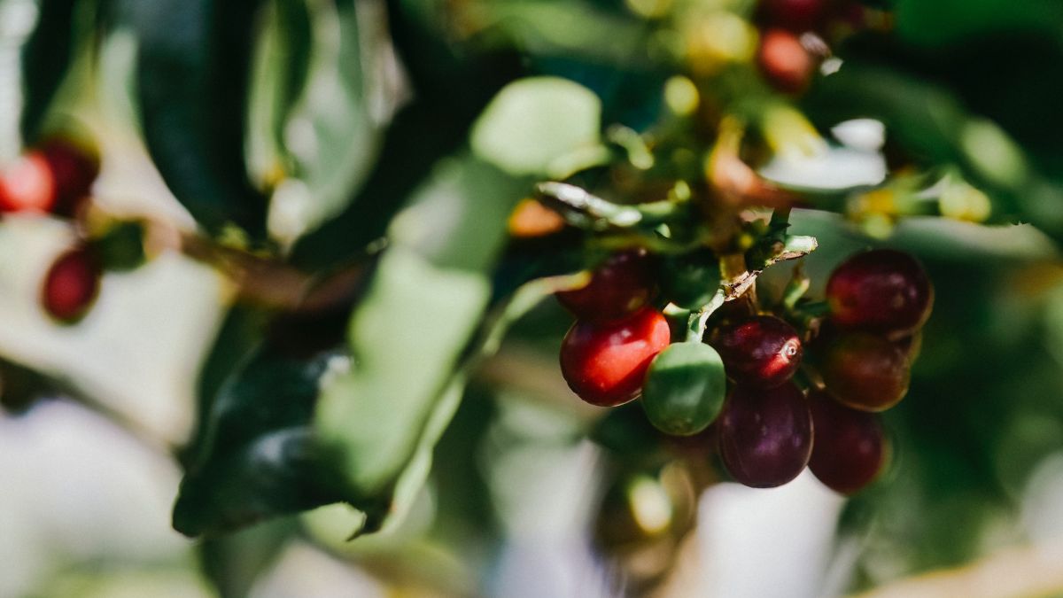 Guatemalan and Costa Rican Coffees