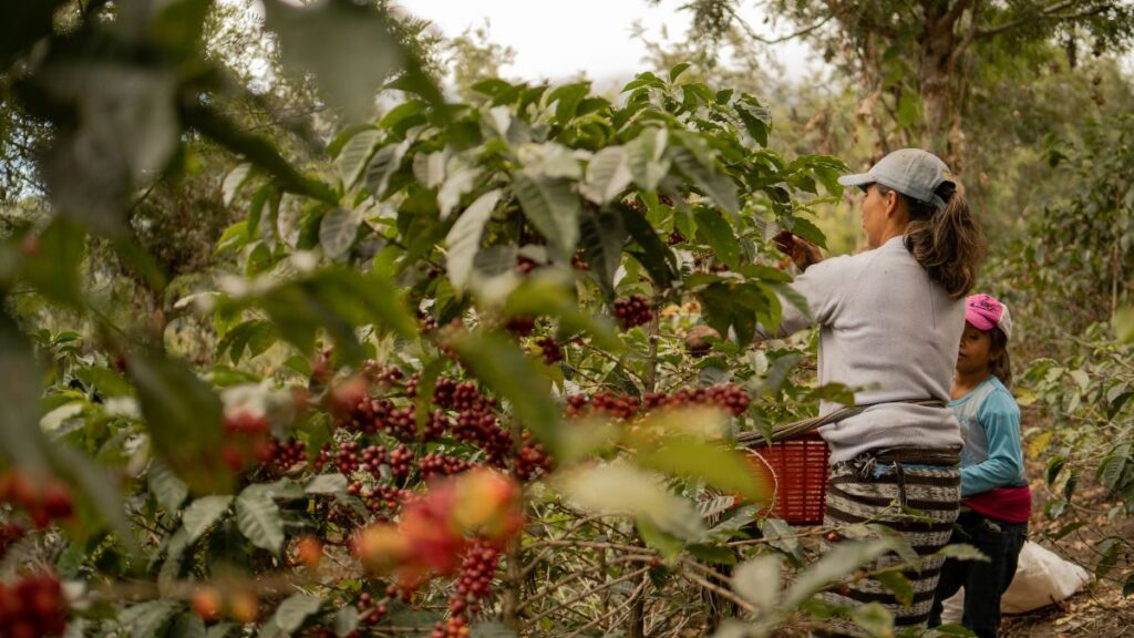Central American coffee