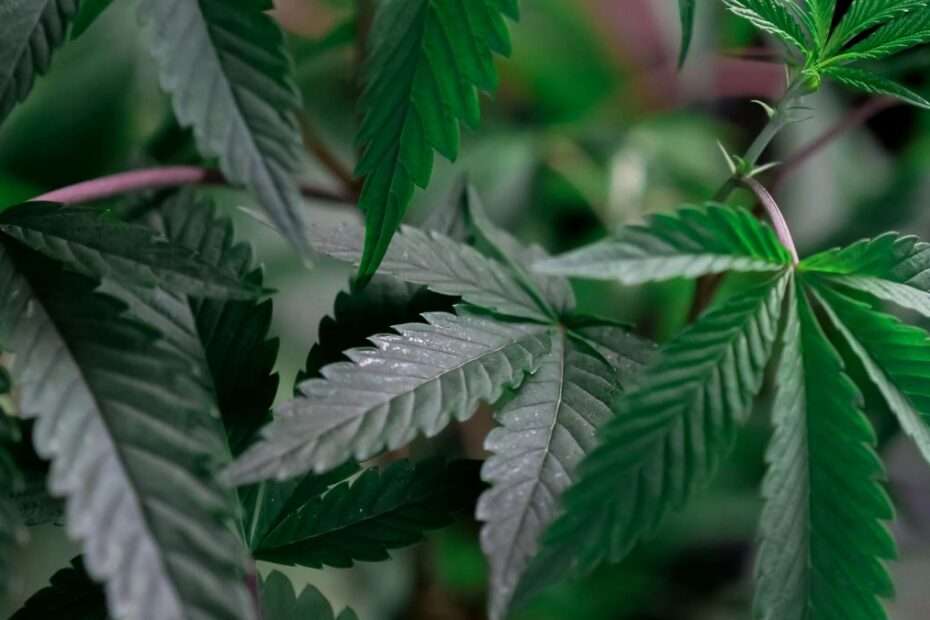 Can I grow weed in Central America