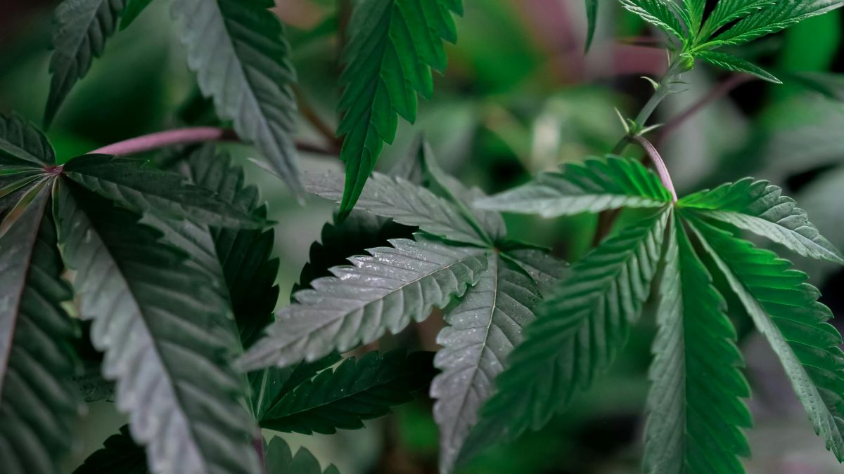 Can I grow weed in Central America