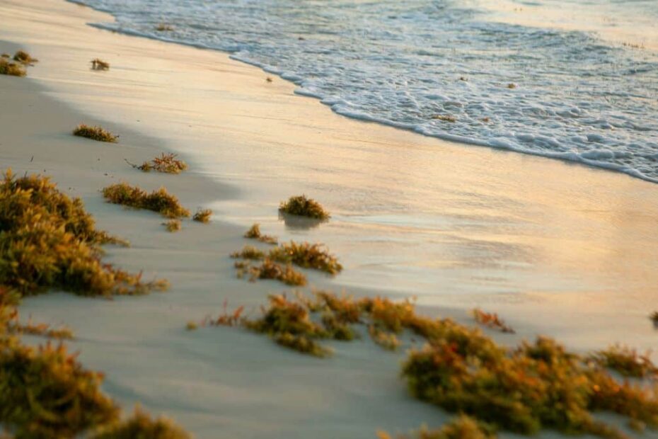 Sargassum in Belize