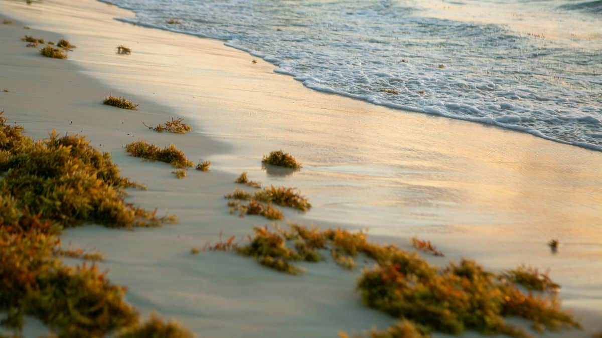 Sargassum in Belize