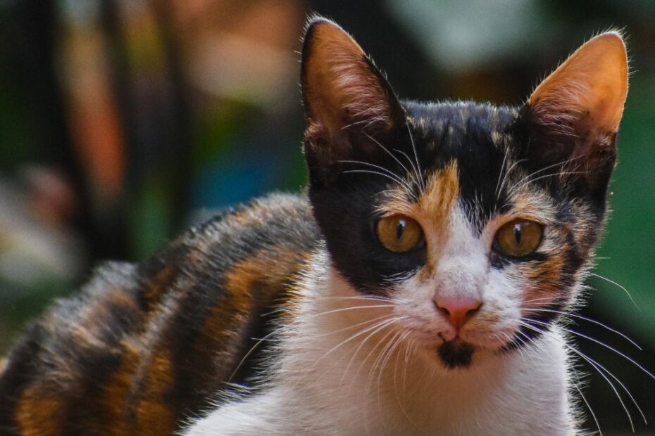 Cat care in Costa Rica