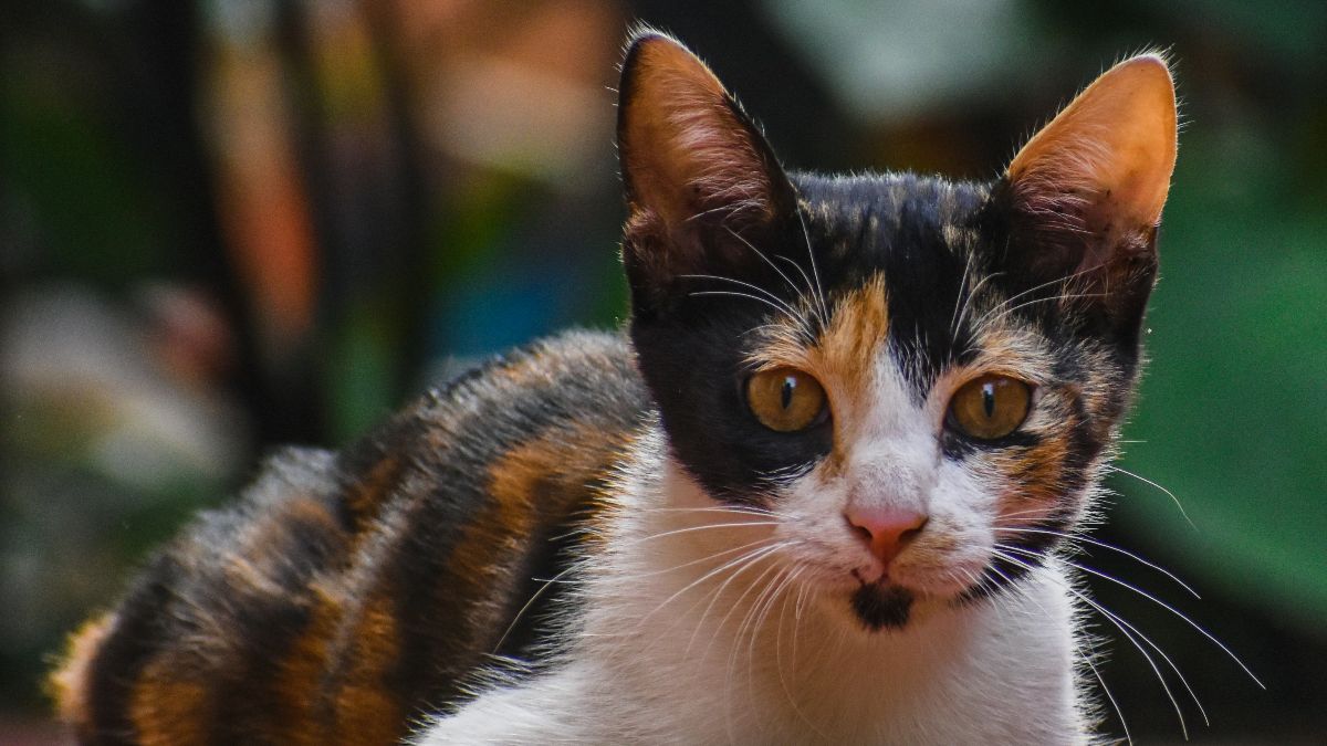 Cat care in Costa Rica