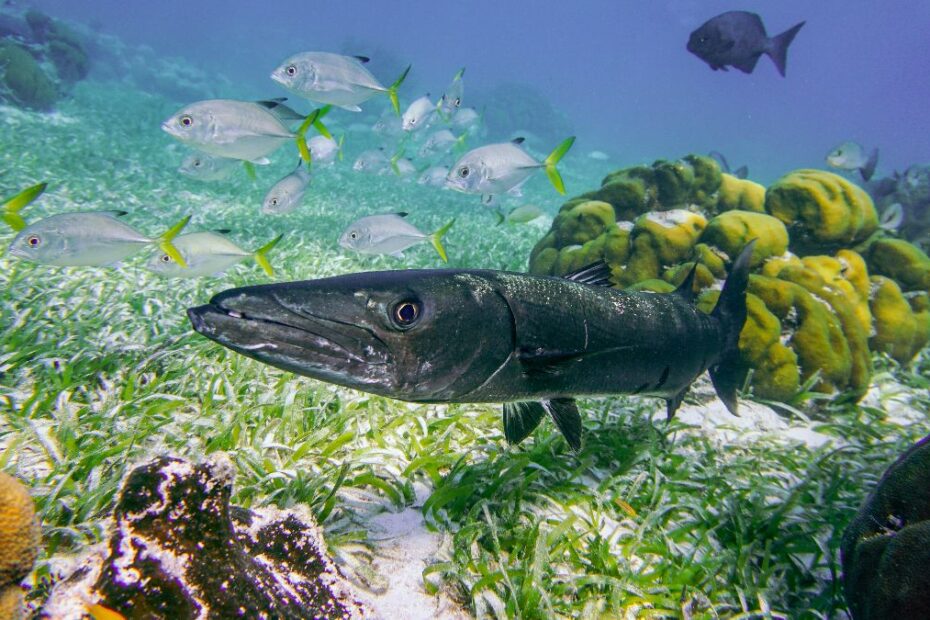 Best snorkeling in Belize