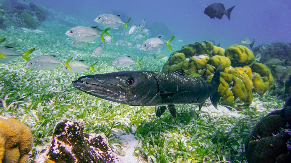 Best snorkeling in Belize