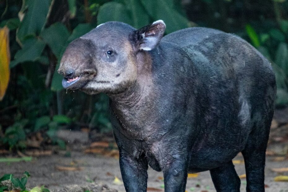 Wildlife in Central America