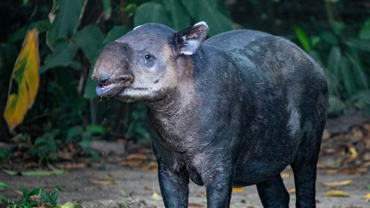 Wildlife in Central America