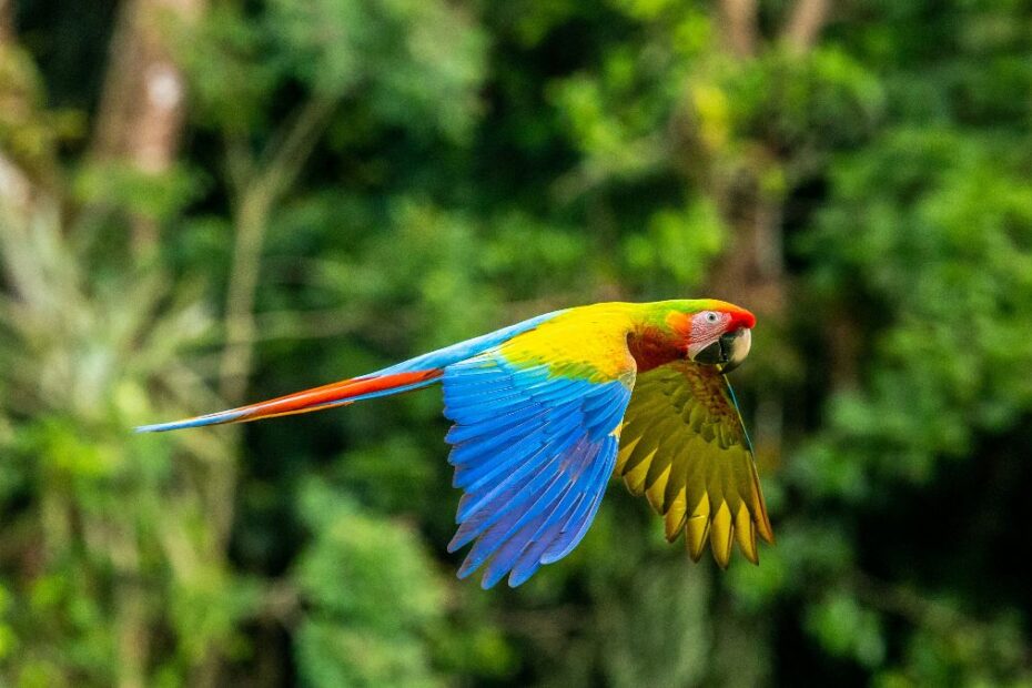 Best birdwatching in Costa Rica