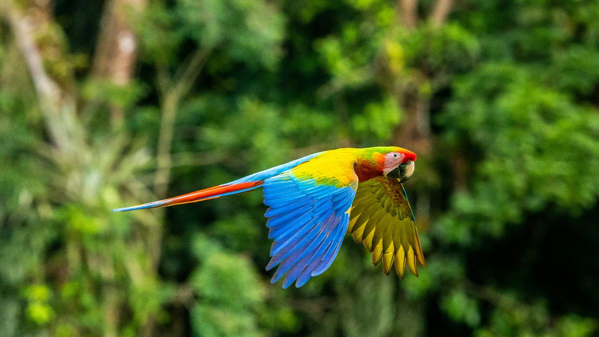 Best birdwatching in Costa Rica