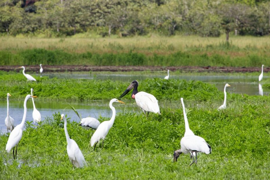 Wetlands in Central America