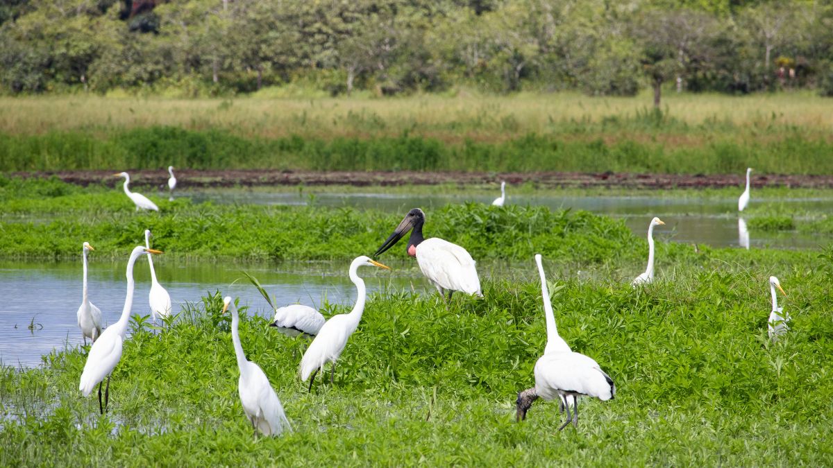 Wetlands in Central America