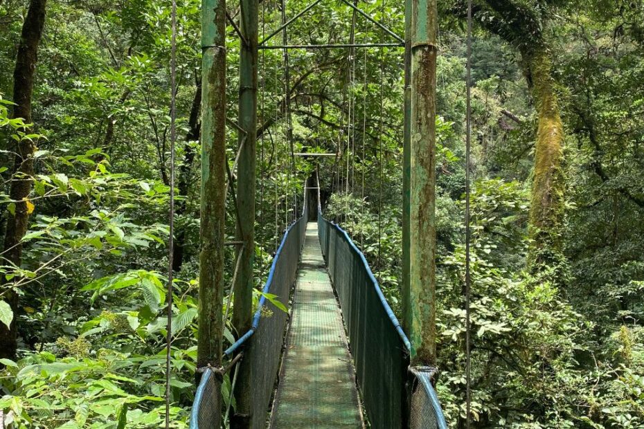 Costa Rican rainforest
