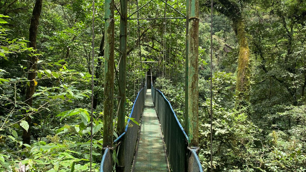 Costa Rican rainforest